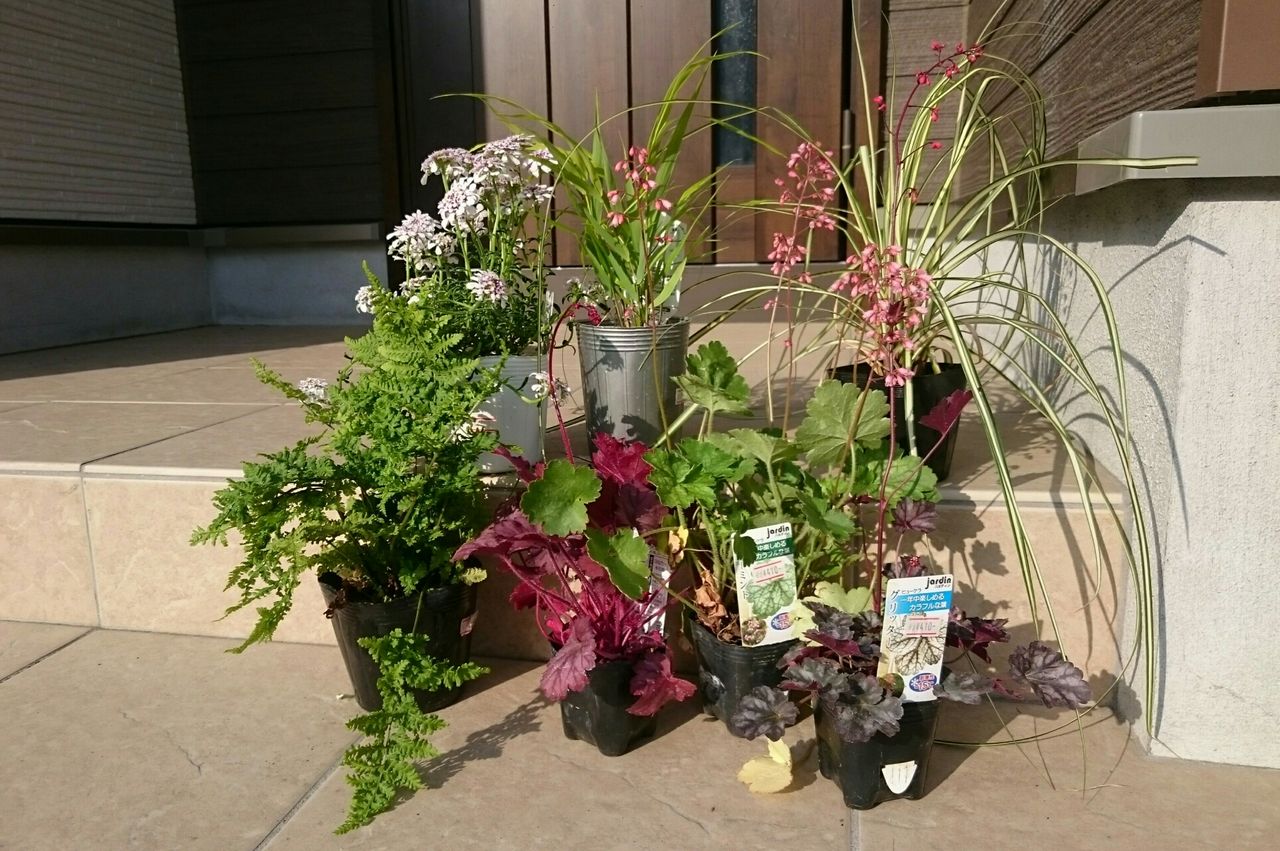 小さな庭づくり カラーリーフ植え付け完了 ウッドチップでマルチング クレマチス開花報告 素敵さがし 小さな庭づくり カラーリーフ植え付け完了 ウッドチップでマルチング クレマチス開花報告 素敵さがし
