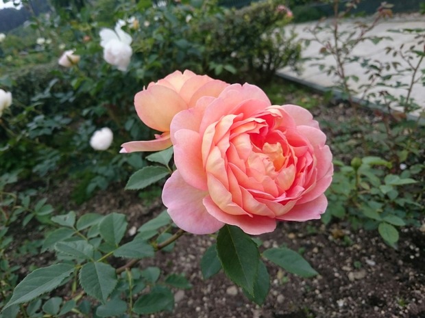 DSC_1978