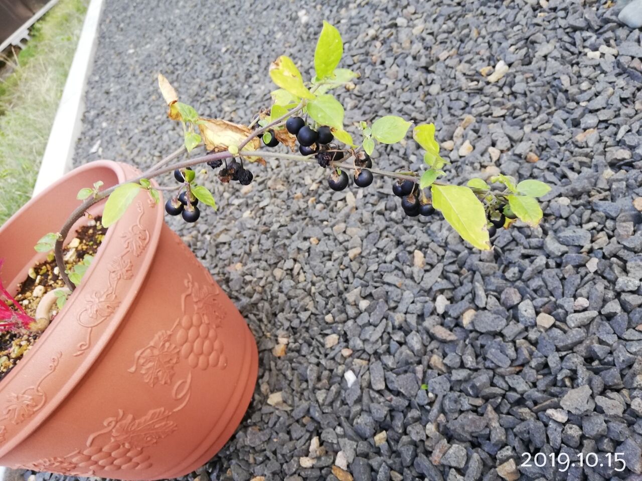 小さな庭づくり 雑草との向き合い方 素敵さがし 小さな庭づくり 雑草との向き合い方 素敵さがし