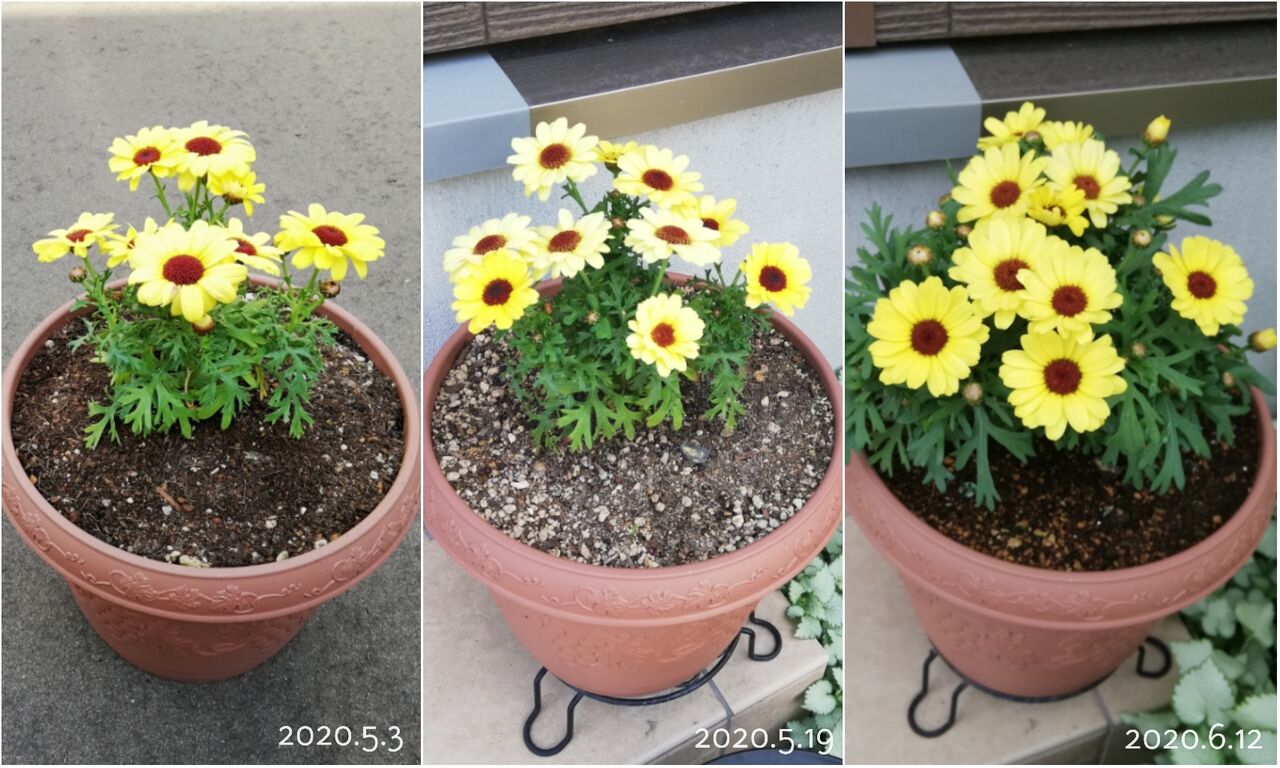 小さな庭づくり 鉢植えで気分上々 マックスマム サフィニアフリル初購入しました 素敵さがし 小さな庭づくり 鉢植えで気分上々 マックスマム サフィニアフリル初購入しました 素敵さがし