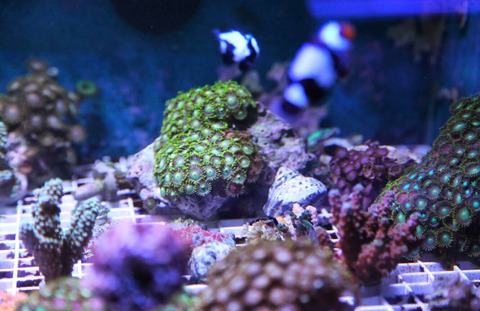 CORAL APR292018 02