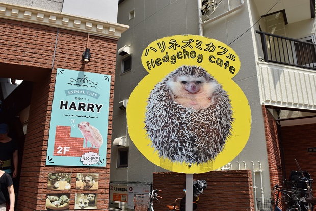 ハリネズミカフェに行ってみた もと年パ 大人親子の安否情報