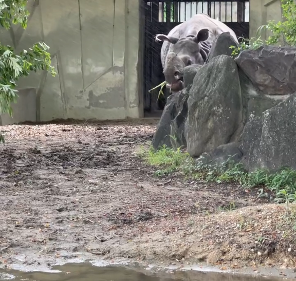 中日外国人助っ人達、仲良く東山動植物園に行く