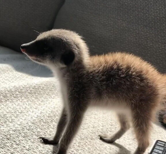 和田一浩さん、ミーアキャットを飼い始める