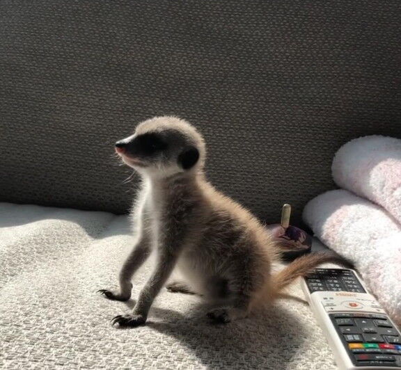 和田一浩さん、ミーアキャットを飼い始める