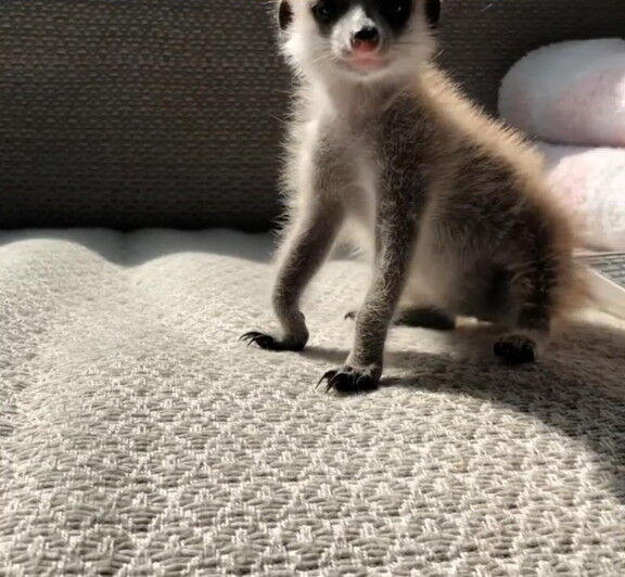 和田一浩さん、ミーアキャットを飼い始める