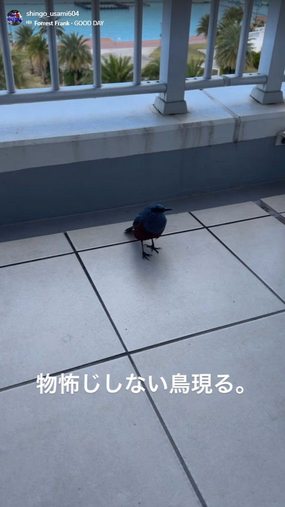 中日・宇佐見真吾「物怖じしない鳥現る」