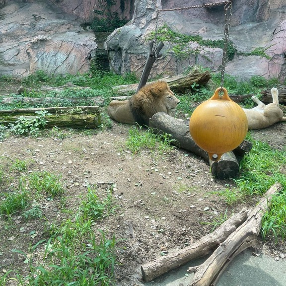 中日外国人助っ人達、仲良く東山動植物園に行く