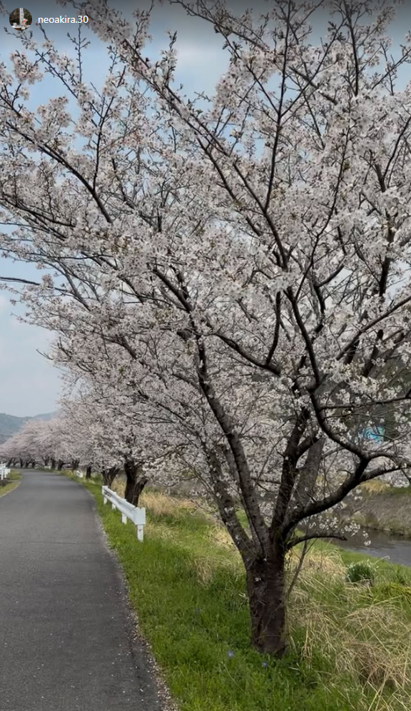 中日・根尾昂、桜を見に行く