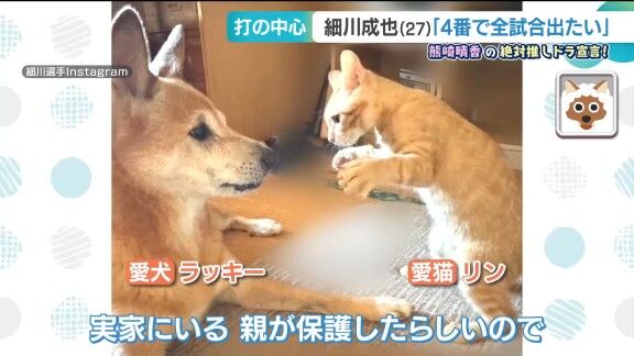 中日・細川成也「親が保護したらしいので。猫を拾ってから成績が上がったので、僕としては嬉しいですね（笑）」