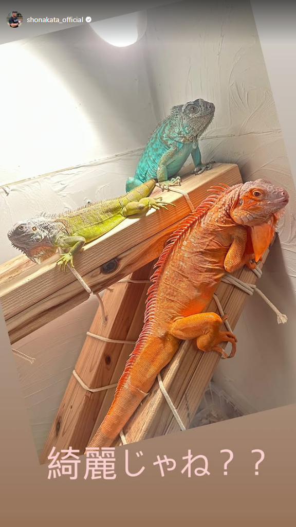 元中日・中田翔さん「綺麗じゃね？？」