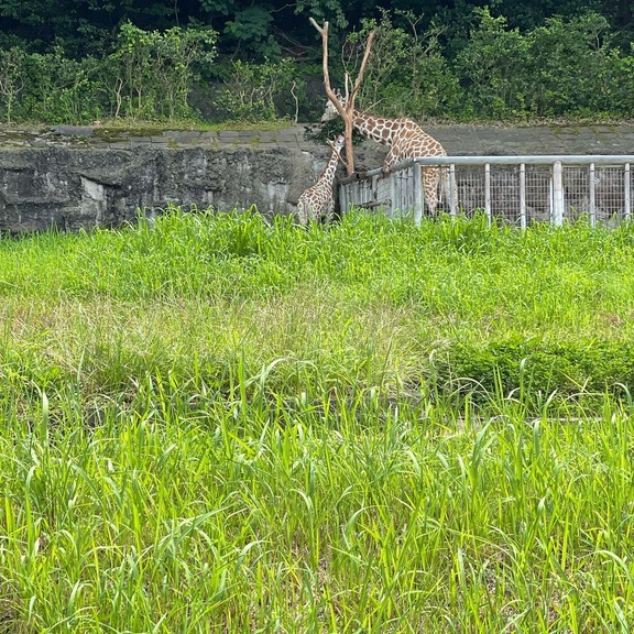 中日外国人助っ人達、仲良く東山動植物園に行く