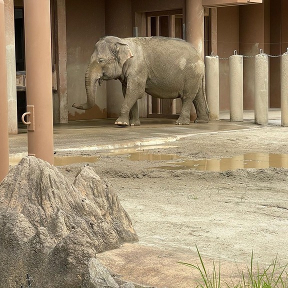 中日外国人助っ人達、仲良く東山動植物園に行く