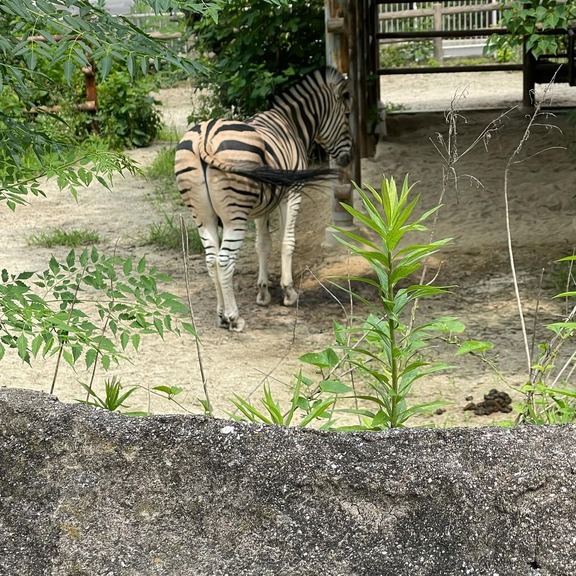 中日外国人助っ人達、仲良く東山動植物園に行く