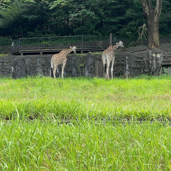 中日外国人助っ人達、仲良く東山動植物園に行く