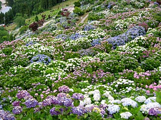 愛媛県新宮町の あじさいの里 に行ってきました 紫陽花 blog 読書とガーデニング パソコン三昧の日々 愛媛県新宮町の あじさいの里 に行ってきました 紫陽花 blog 読書とガーデニング パソコン三昧の日々