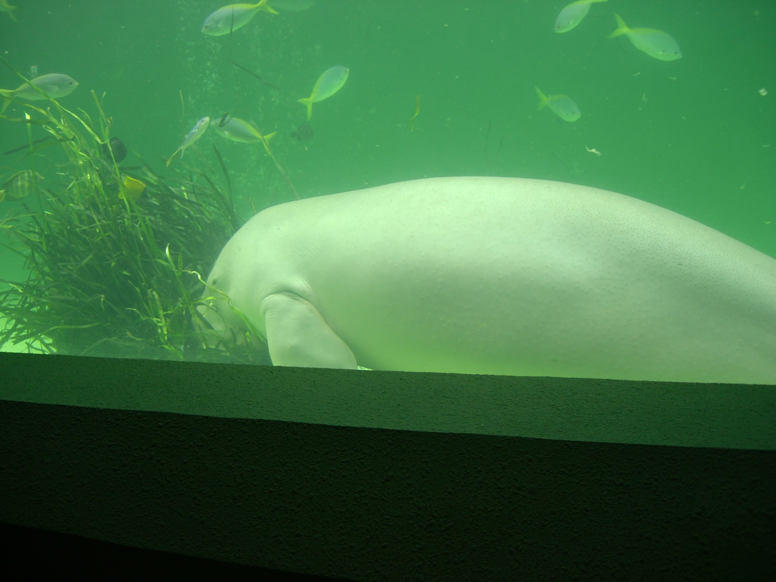 鳥羽水族館 ｂｒｅａｔｈｅ