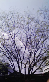 2008033109