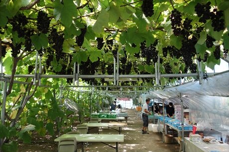 岩手 秋田旅行 1日目 大沢温泉 ぶどう狩り わんこそば プール 八幡平泊 どばっち日記 岩手 秋田旅行 1日目 大沢温泉 ぶどう狩り わんこそば プール 八幡平泊 どばっち日記