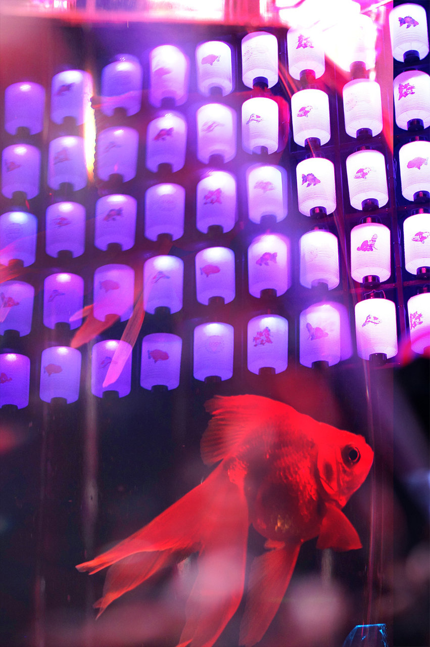 アートアクアリウム広島 ｎｔｔクレドホールへ行ってきた 土橋わいわいブログ