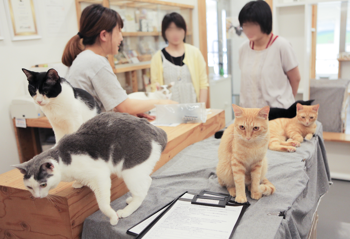猫ヨガで心もカラダもストレッチ@保護猫カフェ ネコリパブリック広島