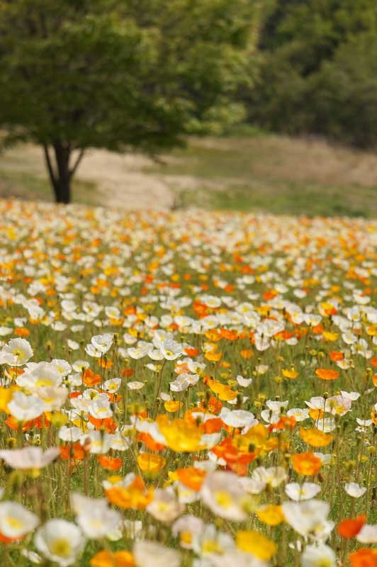 世羅のポピーフェスタに行ってきた 香山ラベンダーの丘 土橋わいわいブログ 世羅のポピーフェスタに行ってきた 香山ラベンダーの丘 土橋わいわいブログ