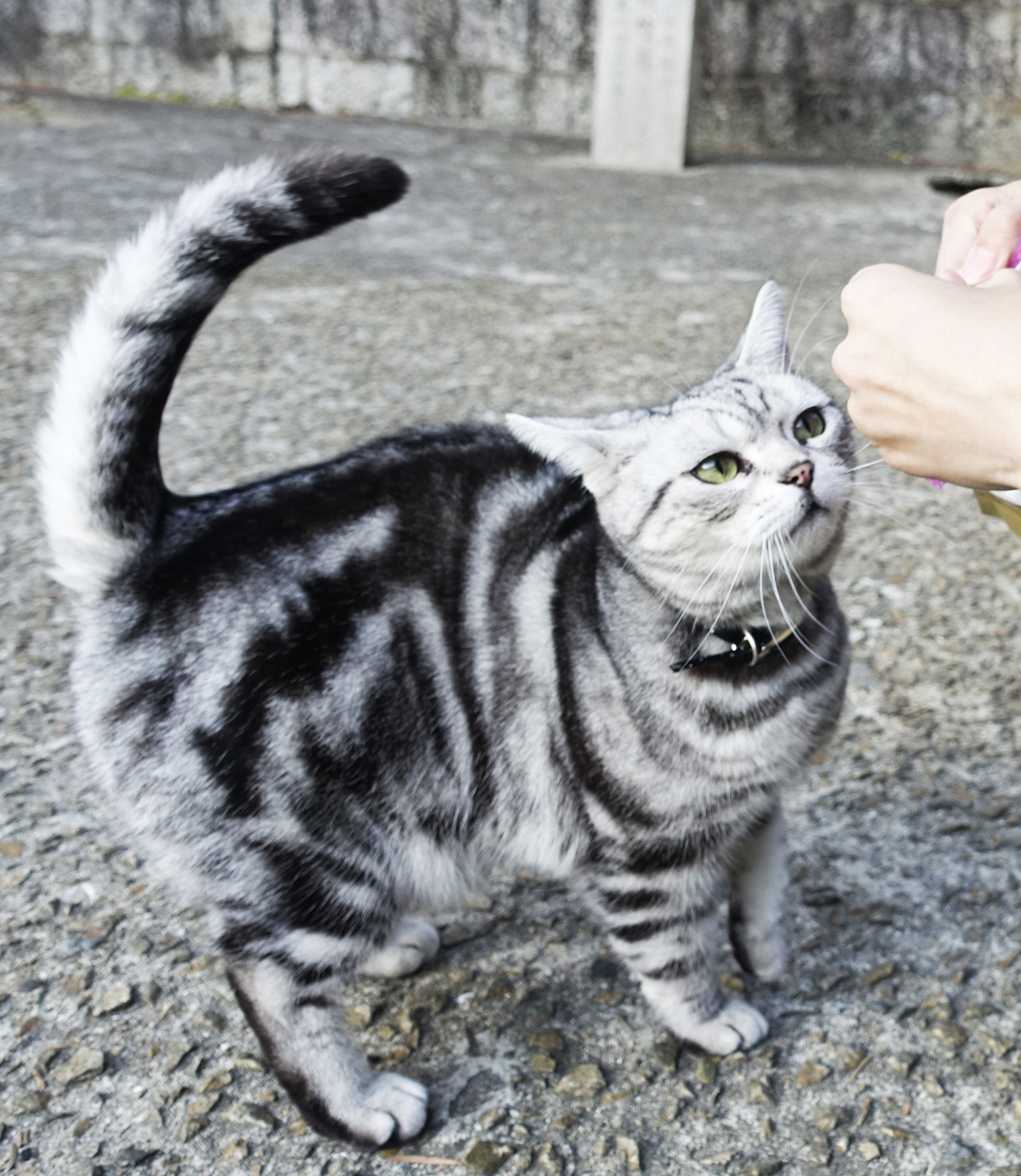 坂道と猫と、ある狸の出会い in尾道 : 土橋わいわいブログ