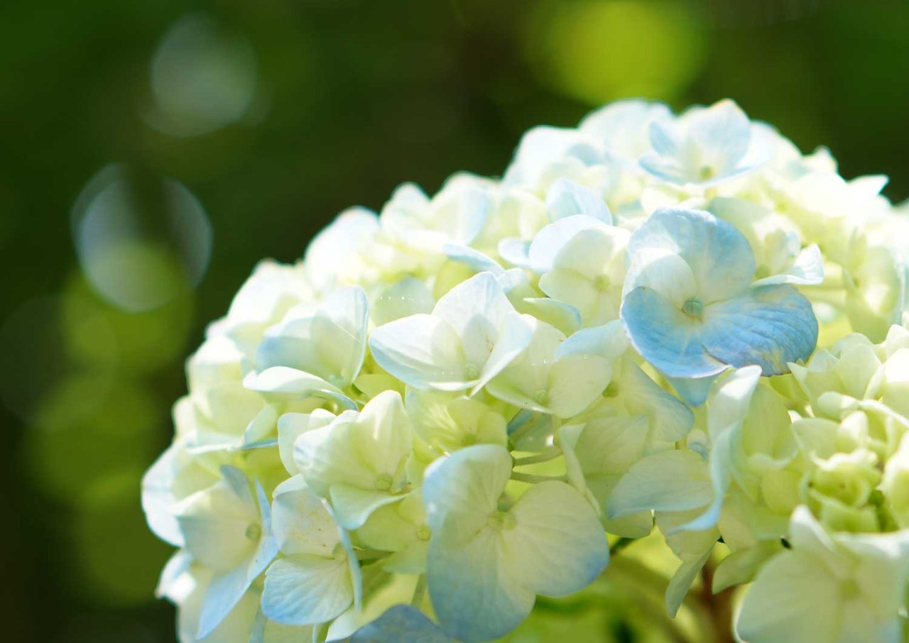 あじさい寺に行ってみた 府中市神宮寺 土橋わいわいブログ
