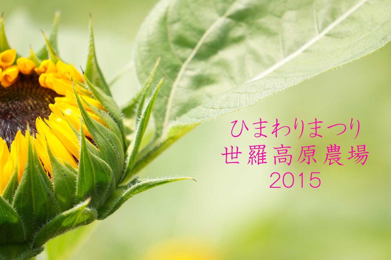世羅高原農場 ひまわりまつり2015へ行ってきた 土橋わいわいブログ 世羅高原農場 ひまわりまつり2015へ行ってきた 土橋わいわいブログ