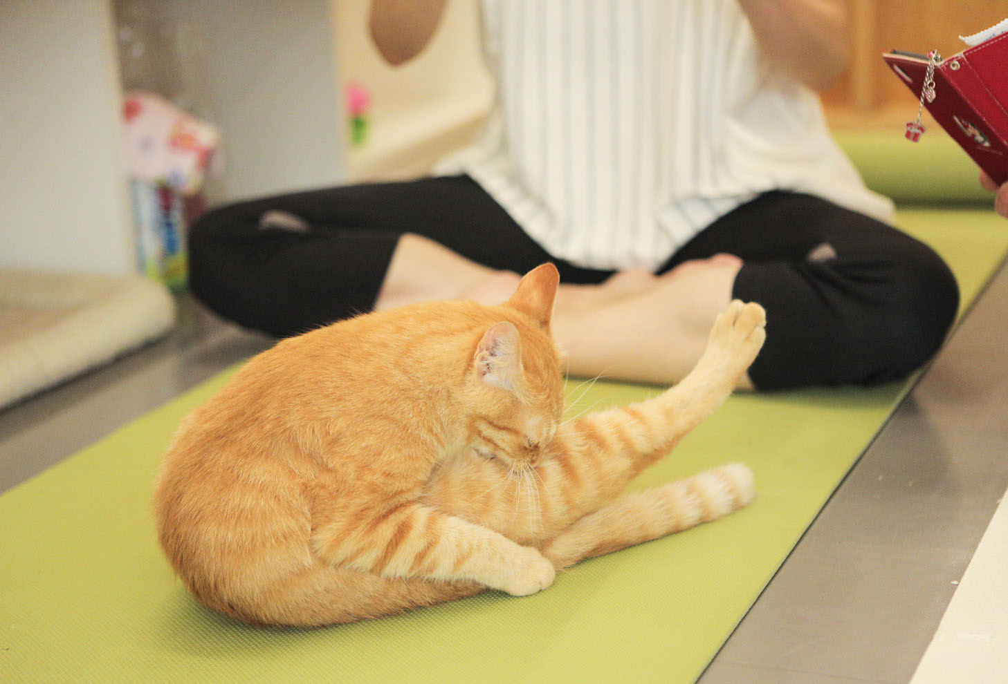猫ヨガで心もカラダもストレッチ 保護猫カフェ ネコリパブリック広島 土橋わいわいブログ