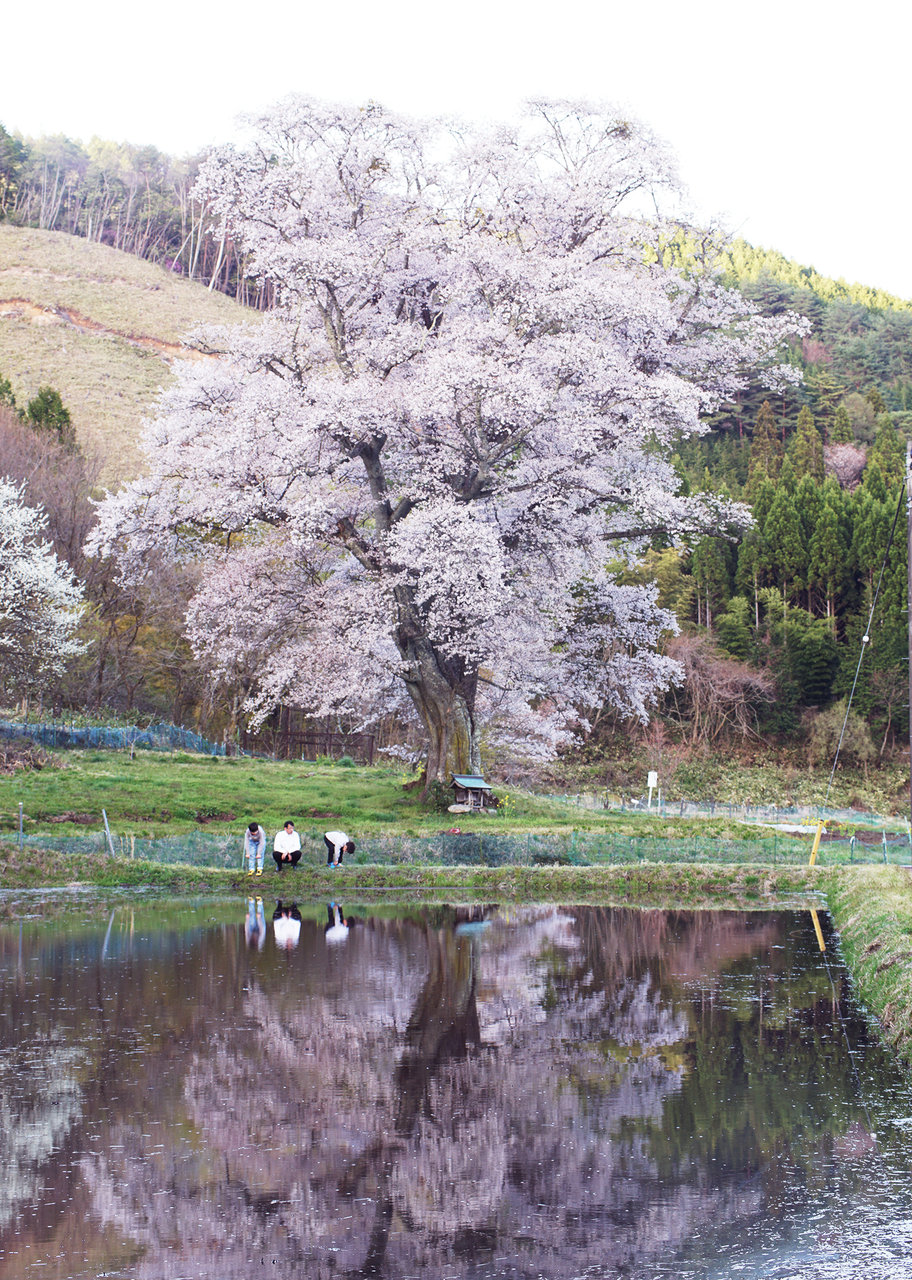 巨大桜満開 ～千鳥別尺のヤマザクラ ＠東城町 : 土橋わいわいブログ