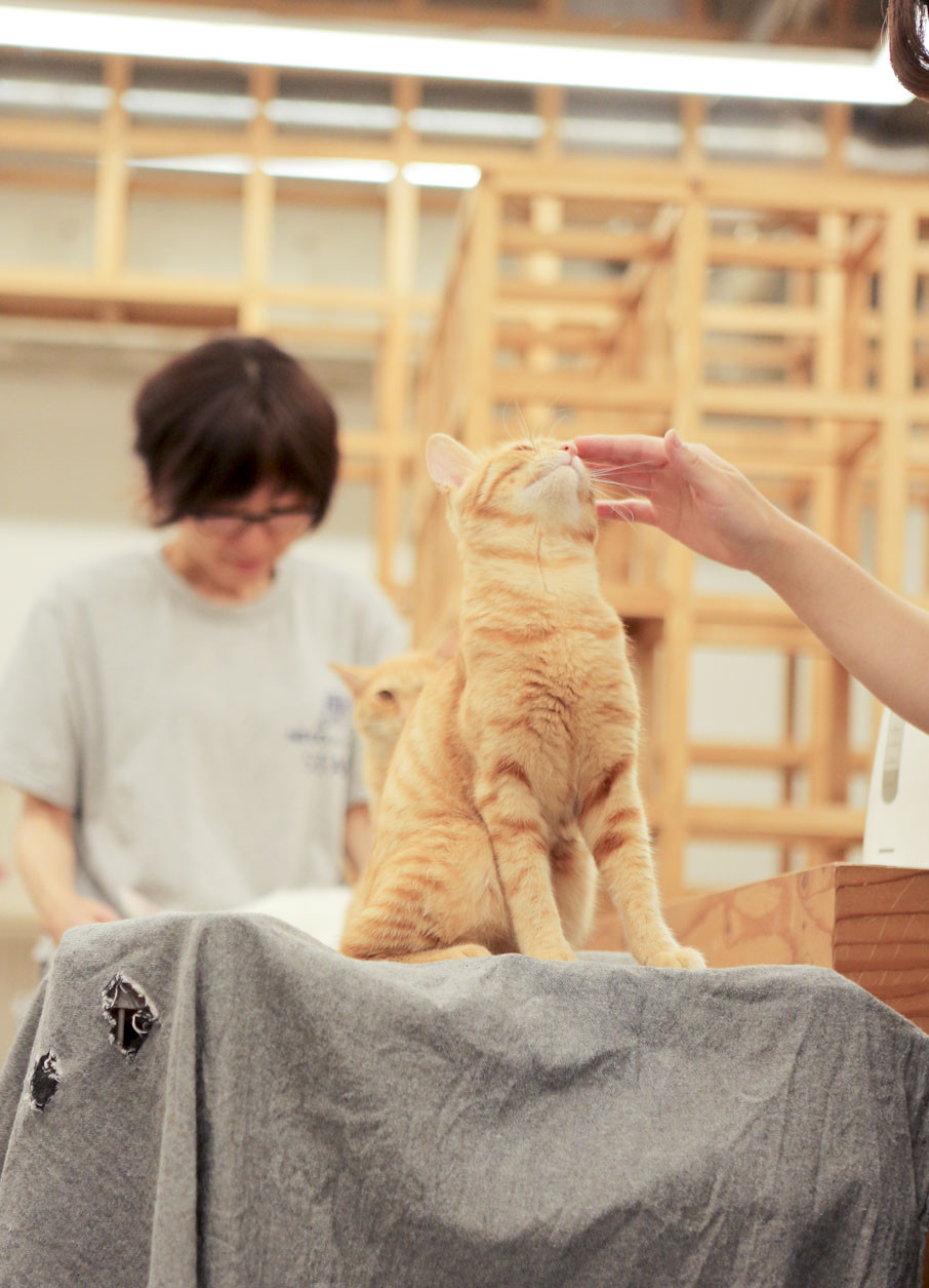 猫ヨガで心もカラダもストレッチ 保護猫カフェ ネコリパブリック広島 土橋わいわいブログ