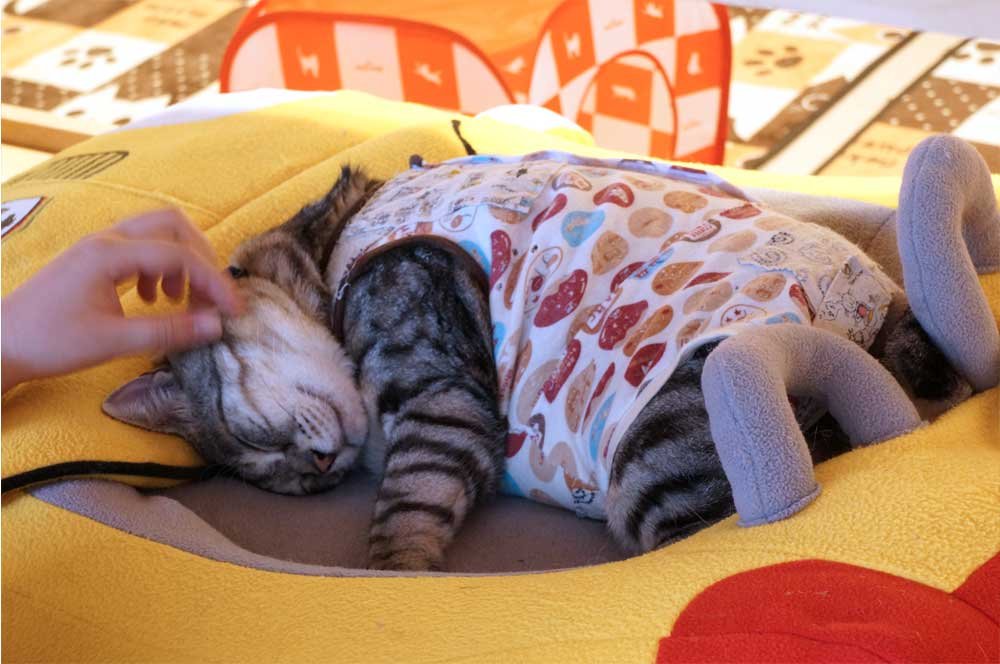 猫カフェ Baron バロン でごろごろする正月休み 袋町 土橋わいわいブログ 猫カフェ Baron バロン でごろごろする正月休み 袋町 土橋わいわいブログ