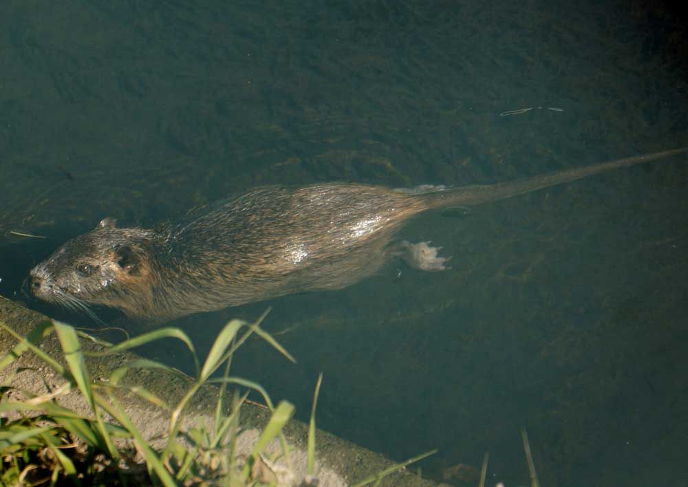 川で暮らす動物たち 公民館前橋 安佐南区 土橋わいわいブログ
