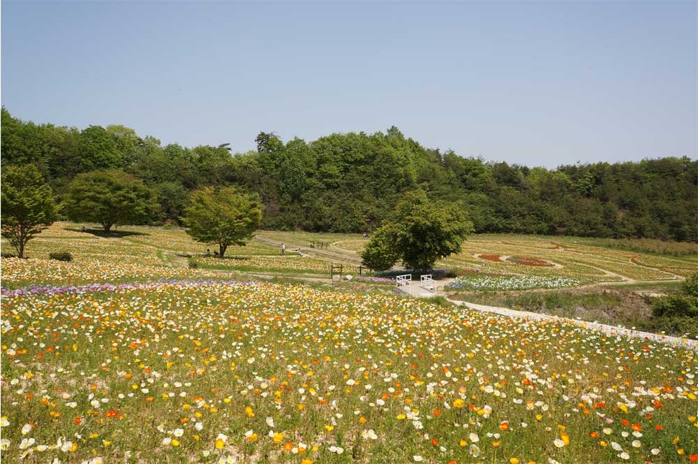 世羅のポピーフェスタに行ってきた 香山ラベンダーの丘 土橋わいわいブログ 世羅のポピーフェスタに行ってきた 香山ラベンダーの丘 土橋わいわいブログ