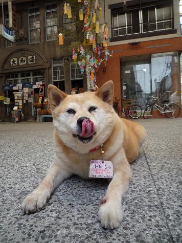 思わず舌なめずり ガイド犬ドビンの尾道放浪記