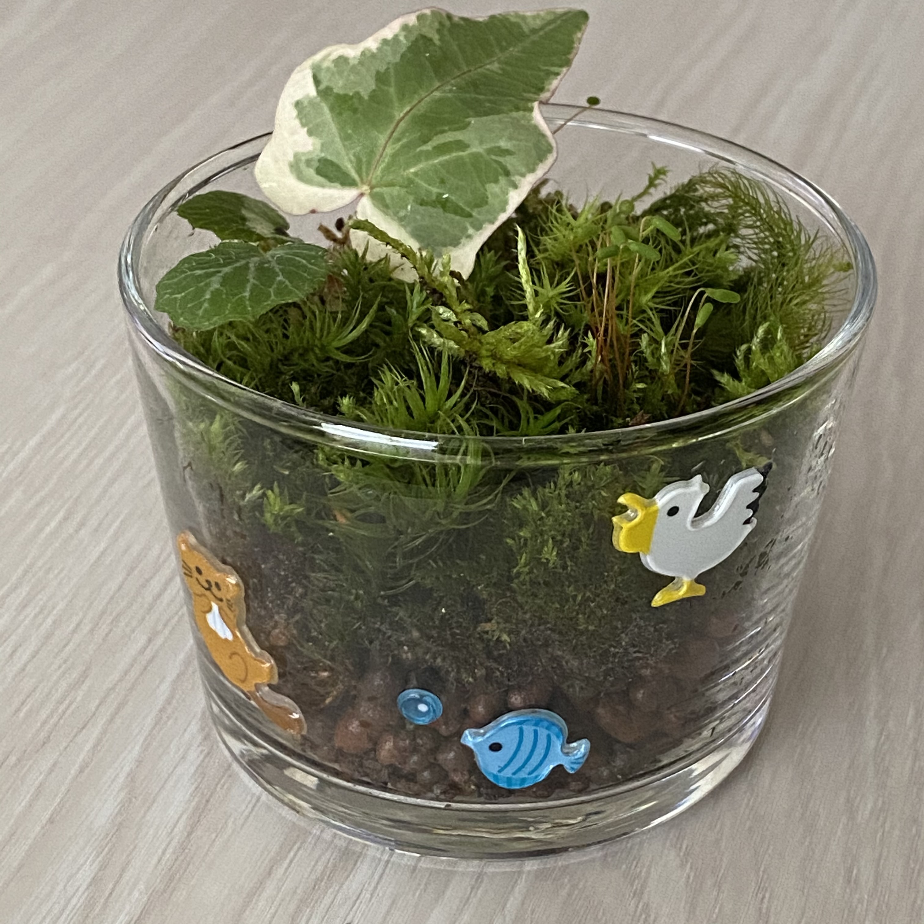 苔テラリウム わんぱく小僧 苔テラリウム わんぱく小僧