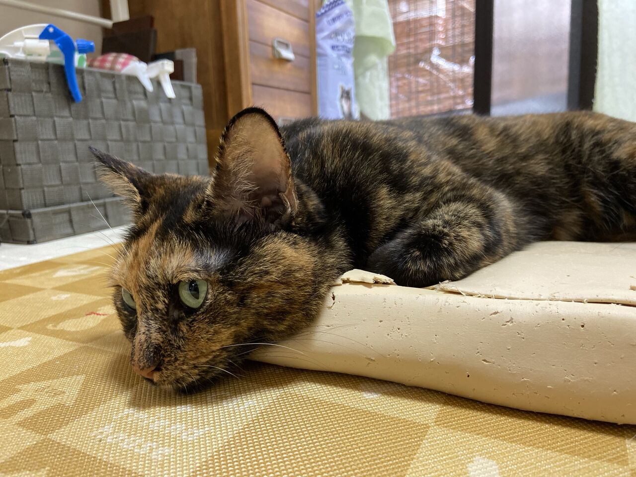 天然の猫は猫同士の関係も変える どこでも猫トイレ