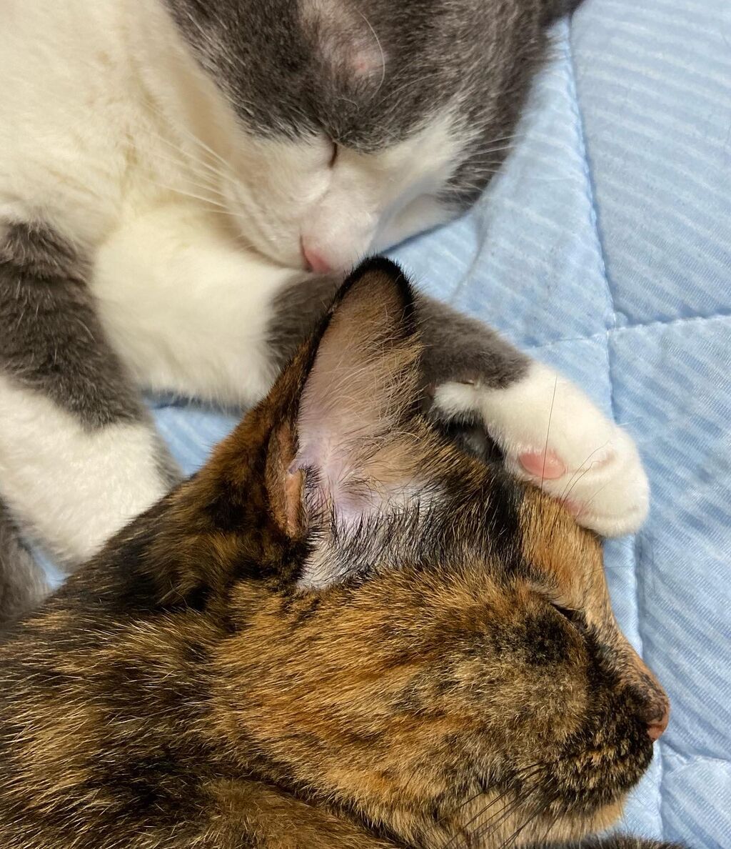 ガンガン来られると引く猫 ゚w゚ ノ どこでも猫トイレ ガンガン来られると引く猫 ゚w゚ ノ どこでも猫トイレ