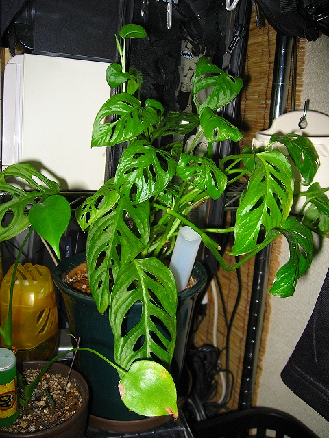 伸びすぎ マドカズラ 観葉植物 I ﾉ ﾓｨ