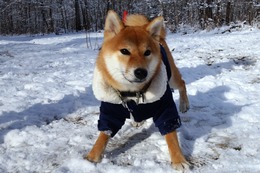 わ　きなこ　新８か月