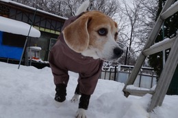 み　モカ