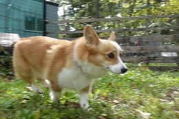 な　コムギ