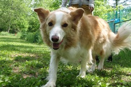 の コプチェフ 6・1→6・3