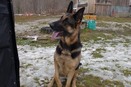 や　ユエ　１１・２４→１１・２８