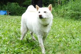 し　レオ　新1歳