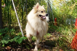 す　小太郎　９・２９→１０・２７