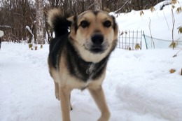 ふ　平蔵　２・２３→２・２６