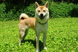 か　ごま　新1歳