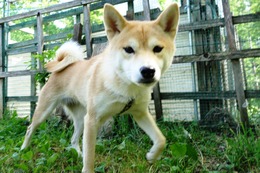 さ　くるみ　新2歳